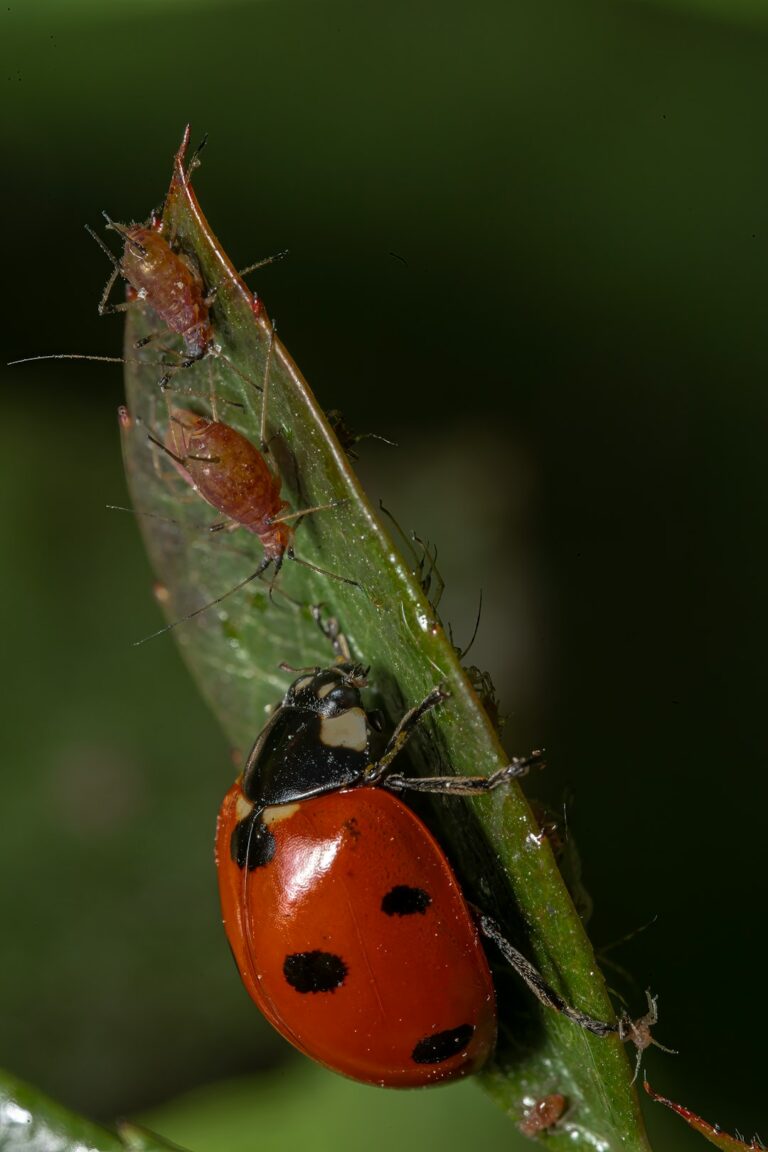 Gafanhoto Mutante
