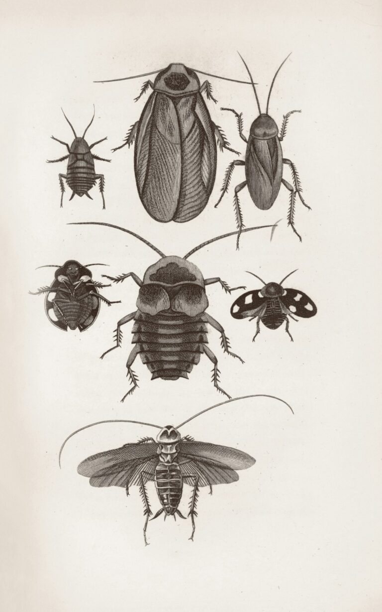 Anatomia da Formiga